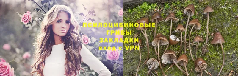 Псилоцибиновые грибы Psilocybine cubensis  Ирбит 